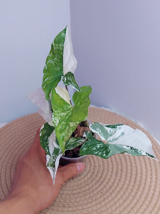 Syngonium Albo #A