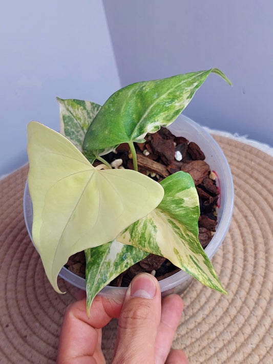 Anthurium Pterodactyl Variegated 1