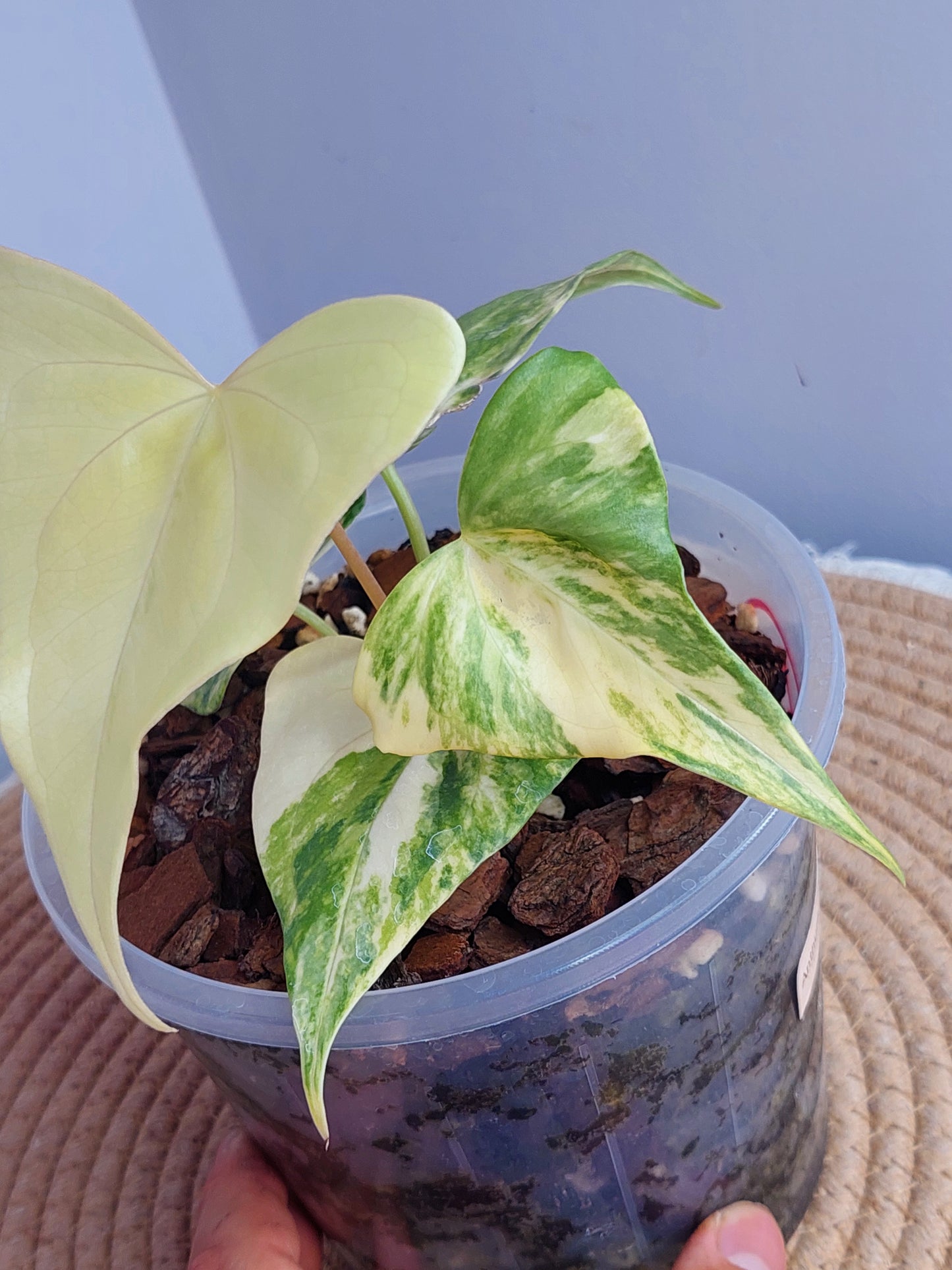 Anthurium Pterodactyl Variegated 1