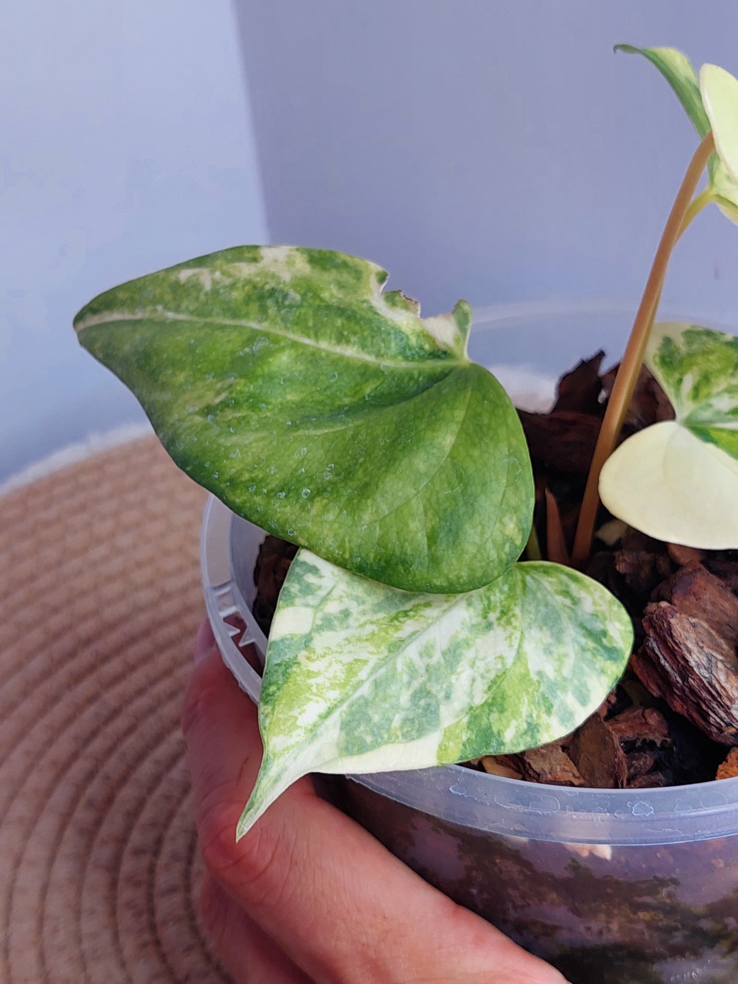 Anthurium Pterodactyl Variegated 1