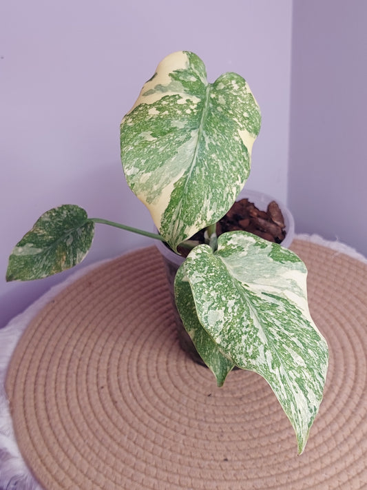 Monstera Thai Constellation Mutation variegated 1