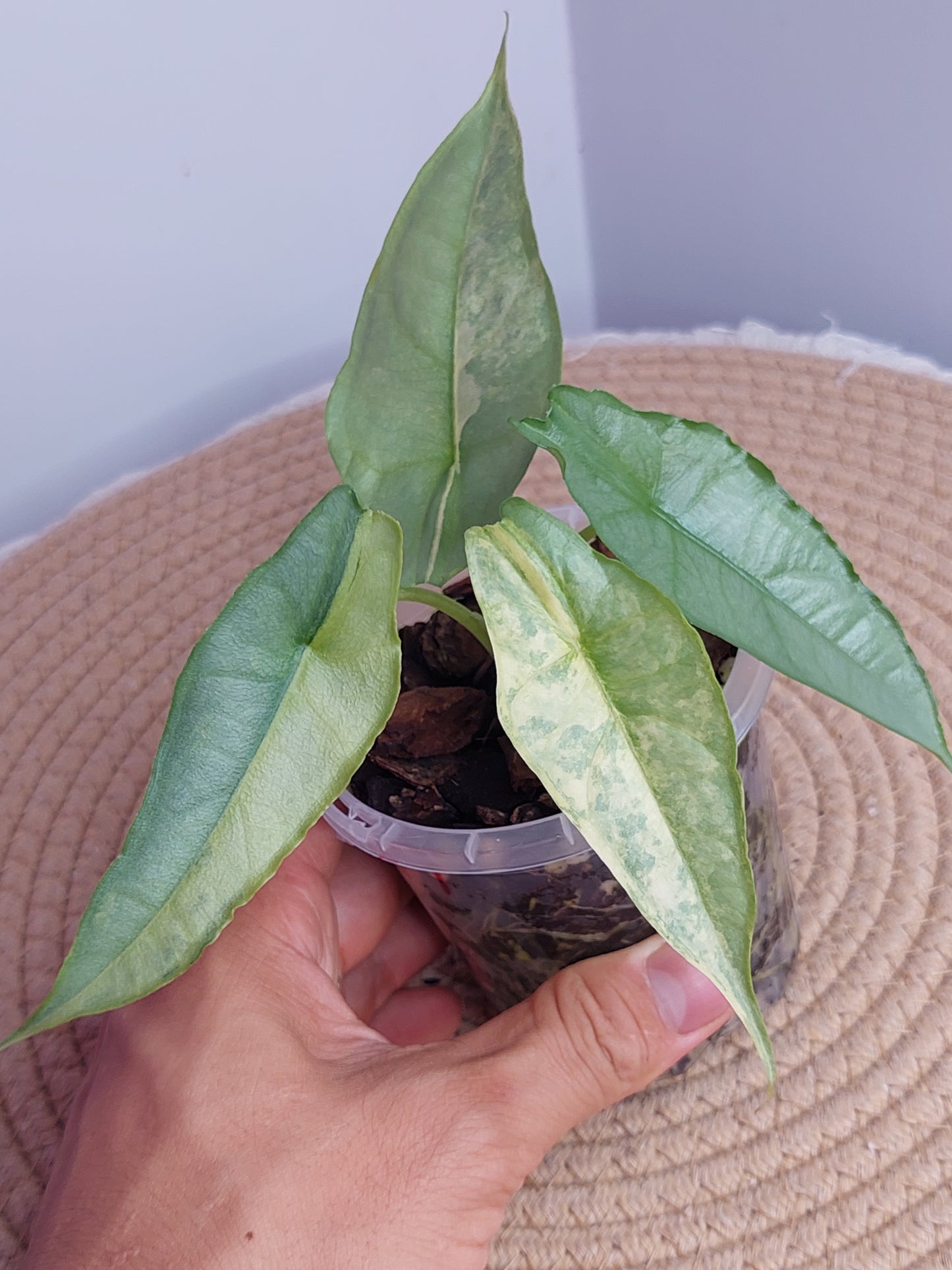 Alocasia Dragon Breath Variegated 1