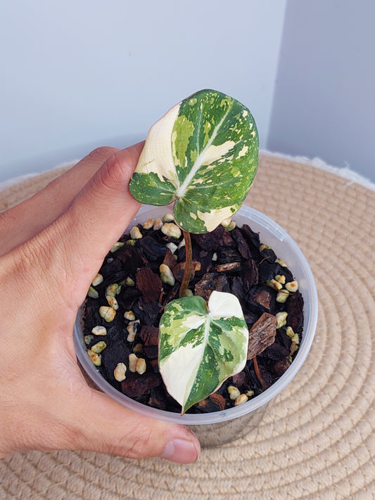 Philodendron Gloriosum Variegated 1