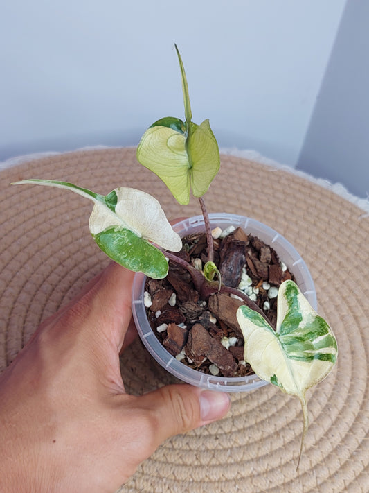Alocasia Stingray Variegated 1