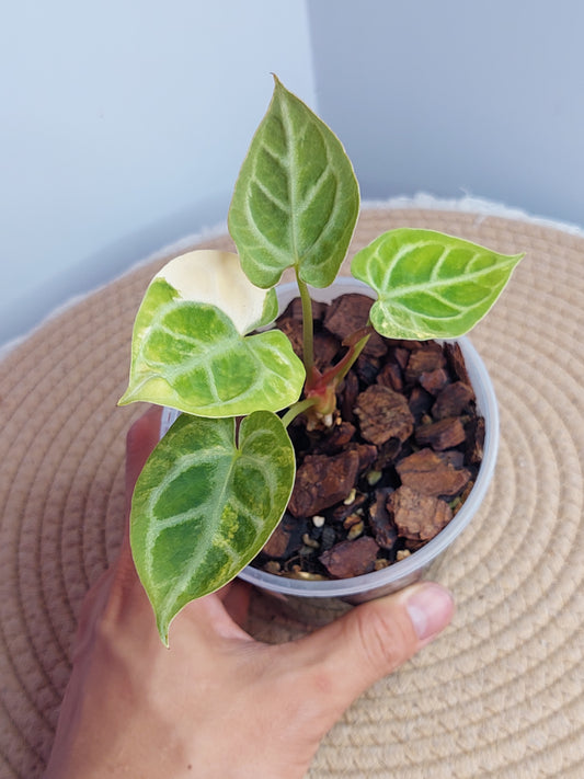 Anthurium Crystallinum Variegated 1