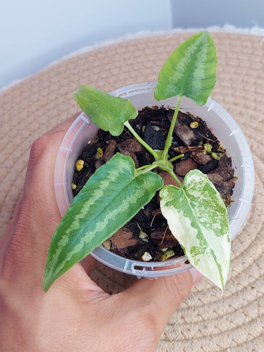 Schismatoglottis Wallichii Variegated 1