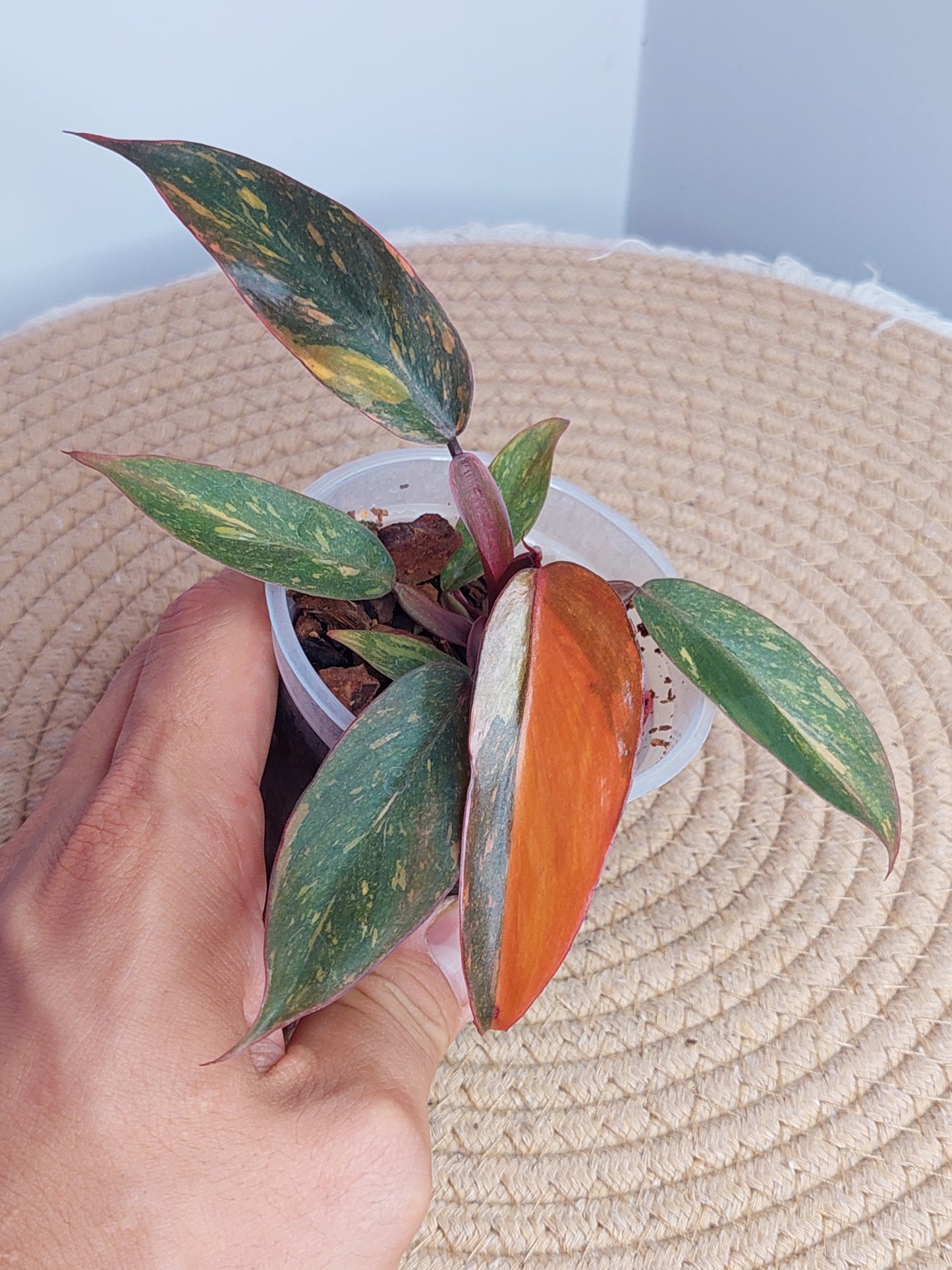 Philodendron Orange Princess Variegated 1