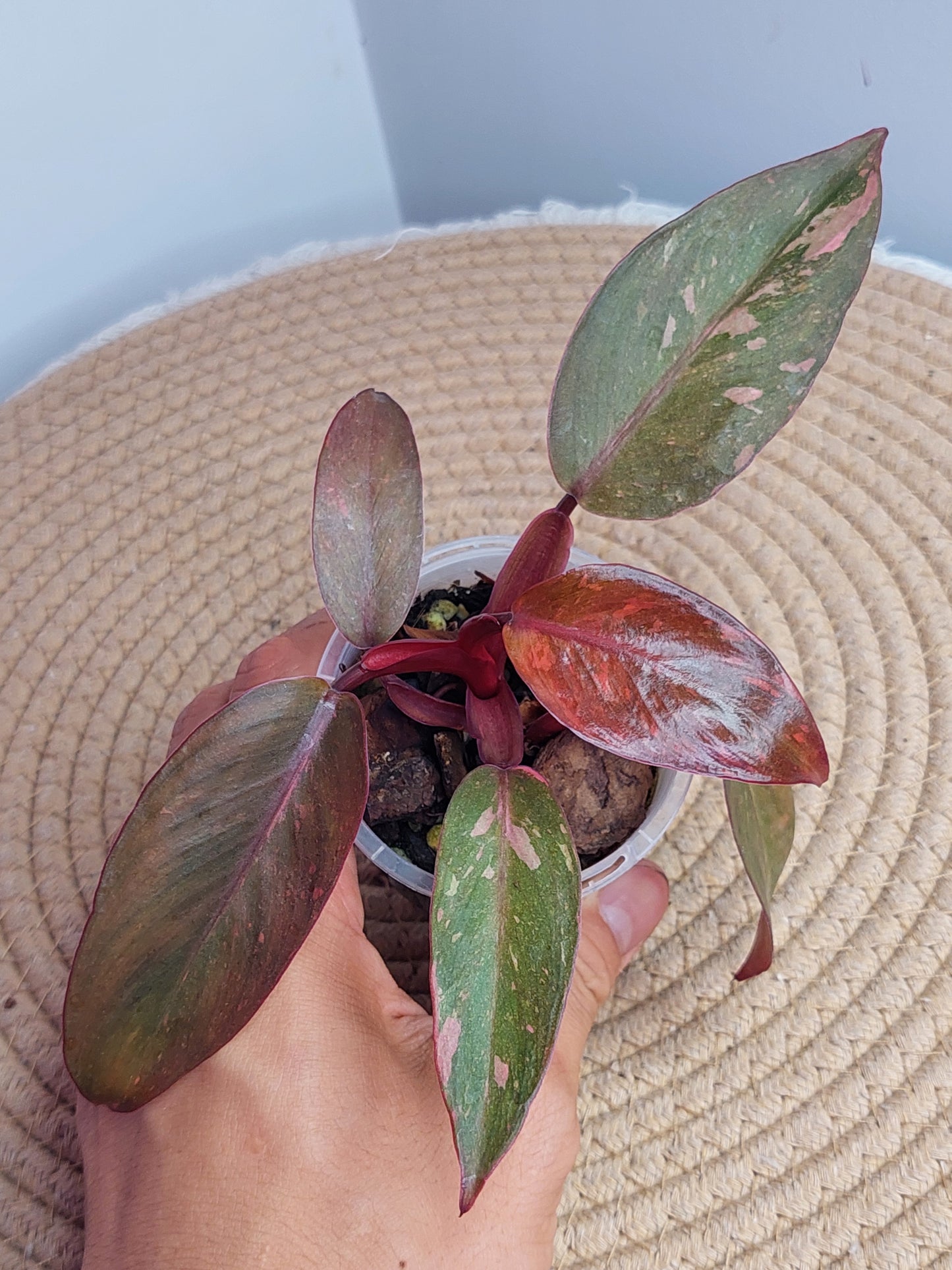 Philodendron Orange Princess Variegated 2