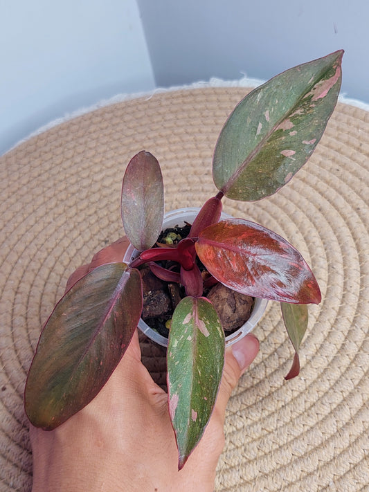 Philodendron Orange Princess Variegated 2