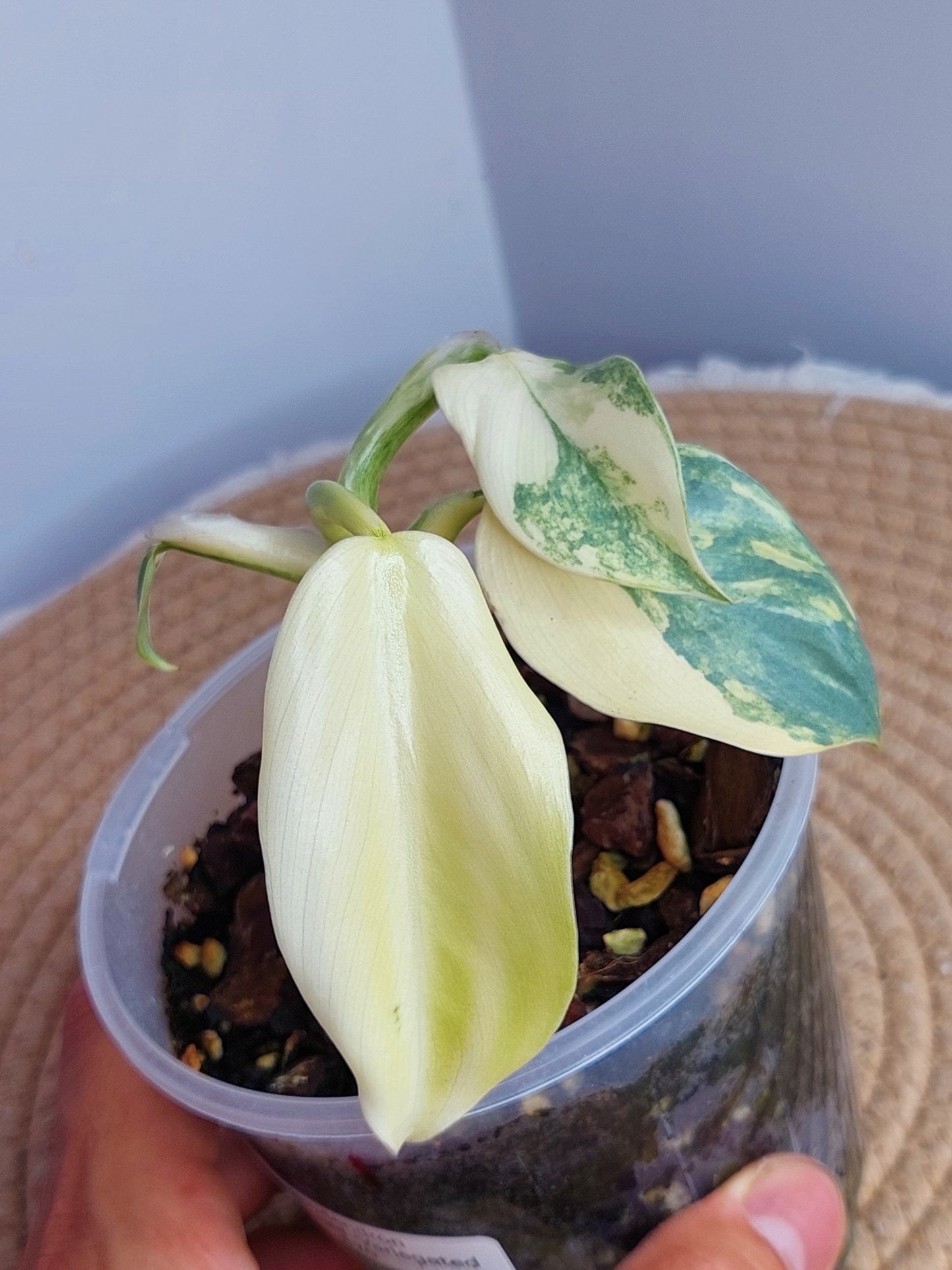 Philodendron Silver Sword Variegated 1