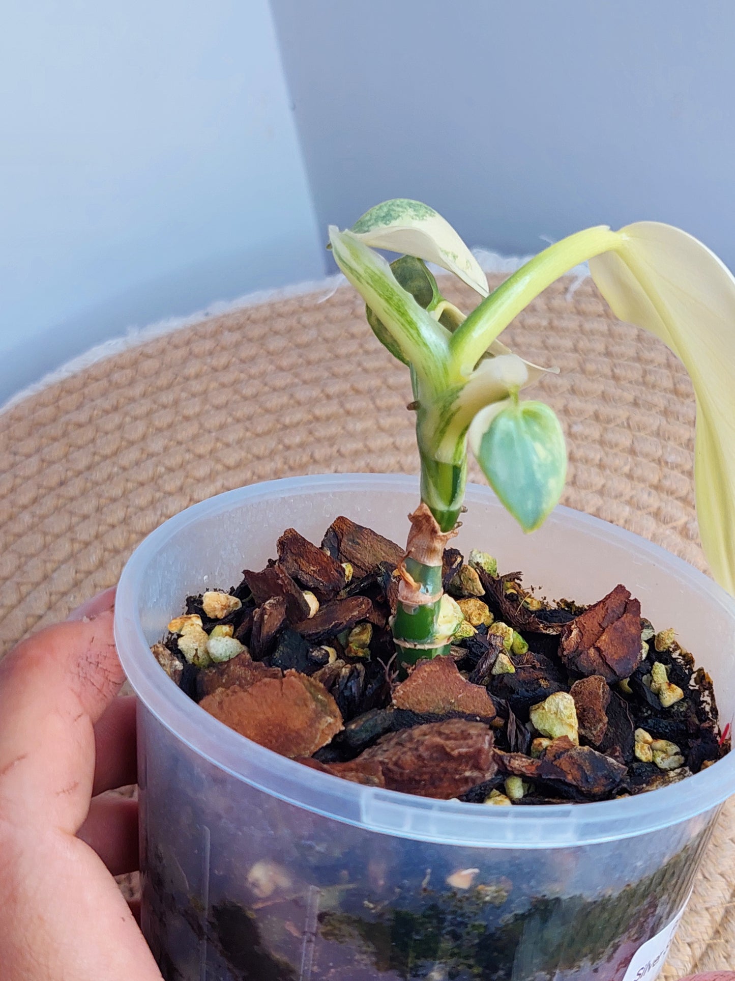 Philodendron Silver Sword Variegated 1
