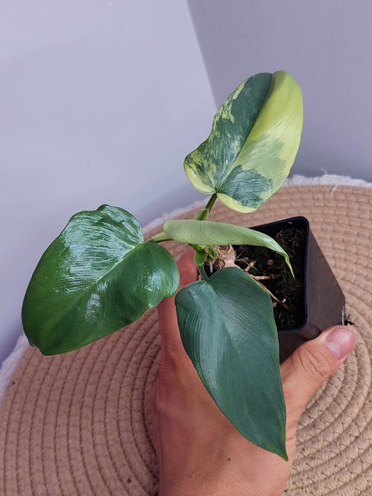 Philodendron Bipennifolium Variegated 1