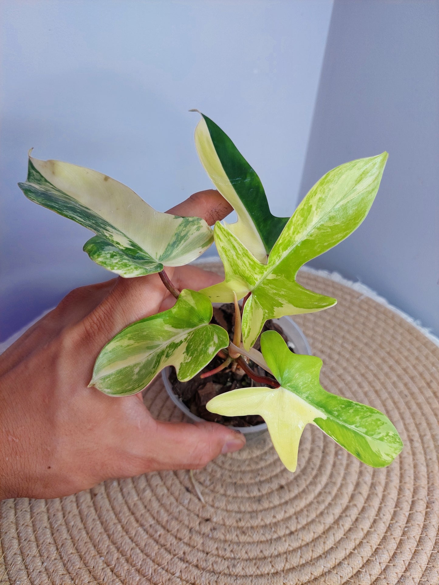 Philodendron Florida Beauty variegated 1