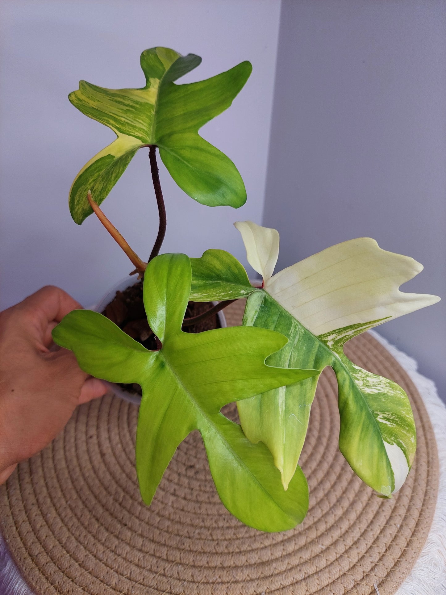 Philodendron Florida Beauty variegated 2