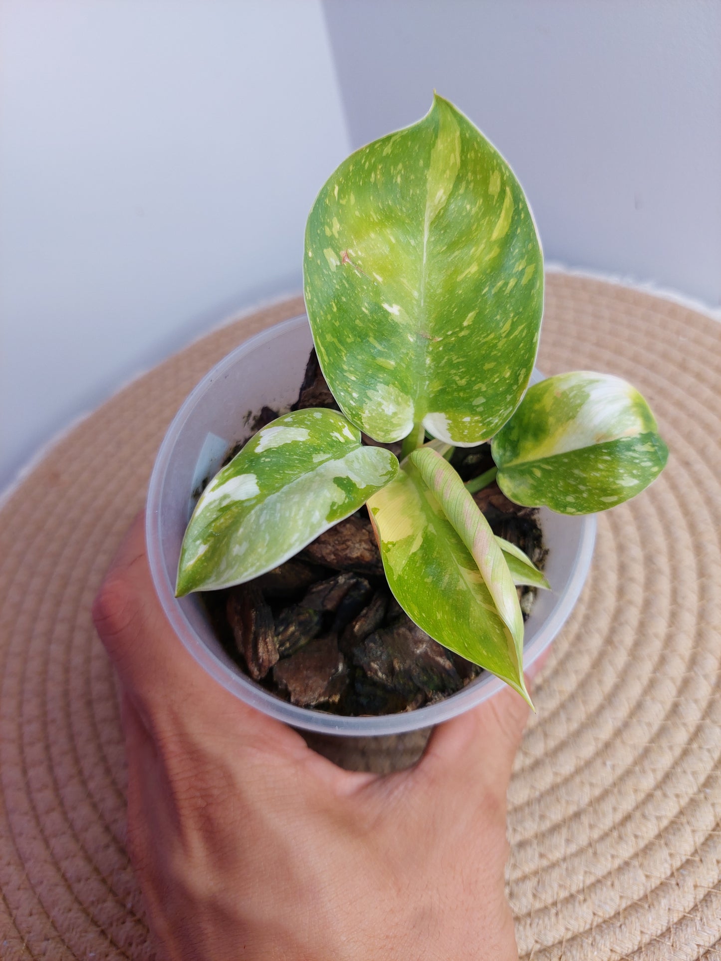 Philodendron Green Congo(Nuclear Congo) Variegated 1