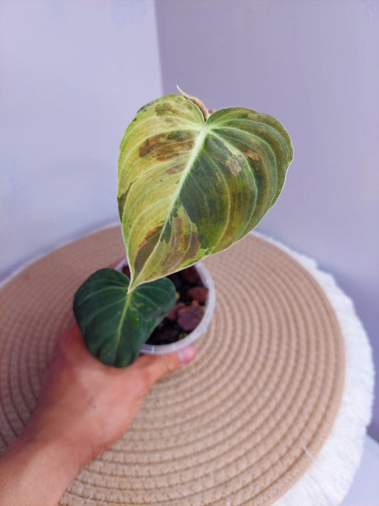 Philodendron Melanochrysum Variegated 1