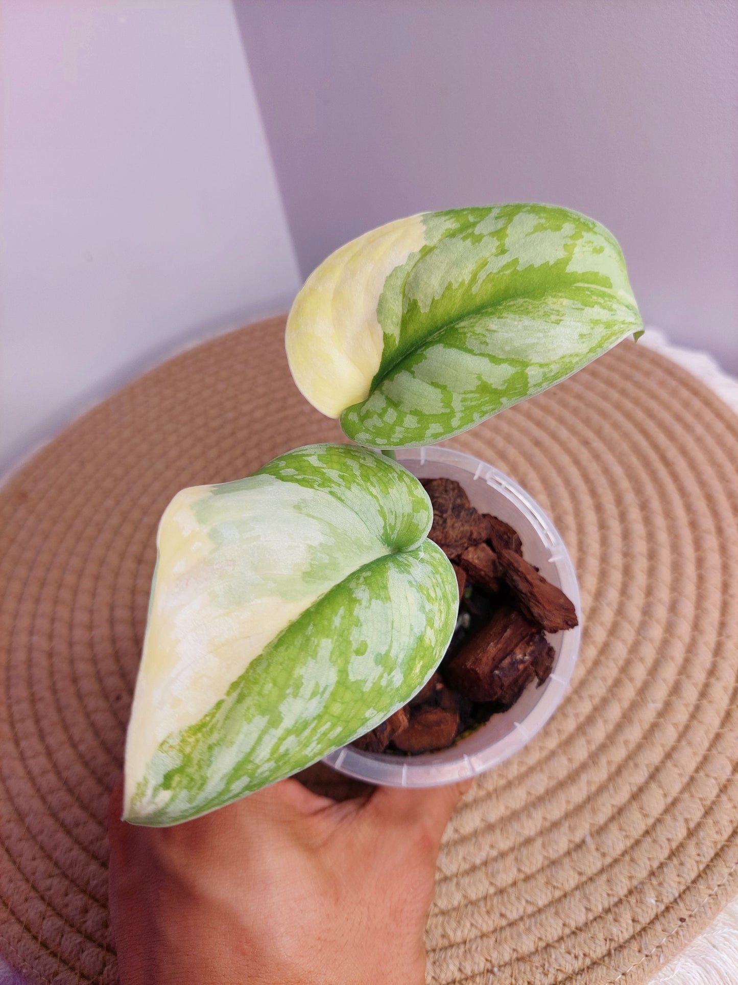 Scindapsus Exotica Variegated 2