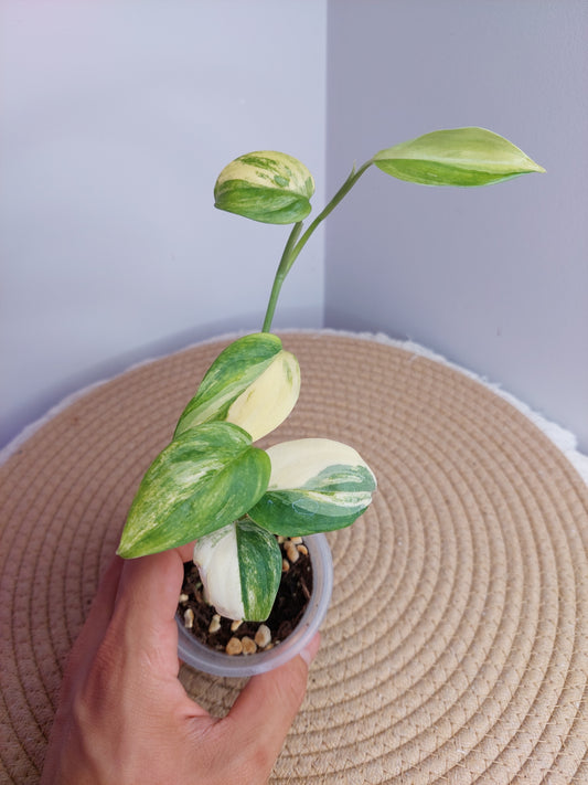 Scindapsus Blue Aurea 1