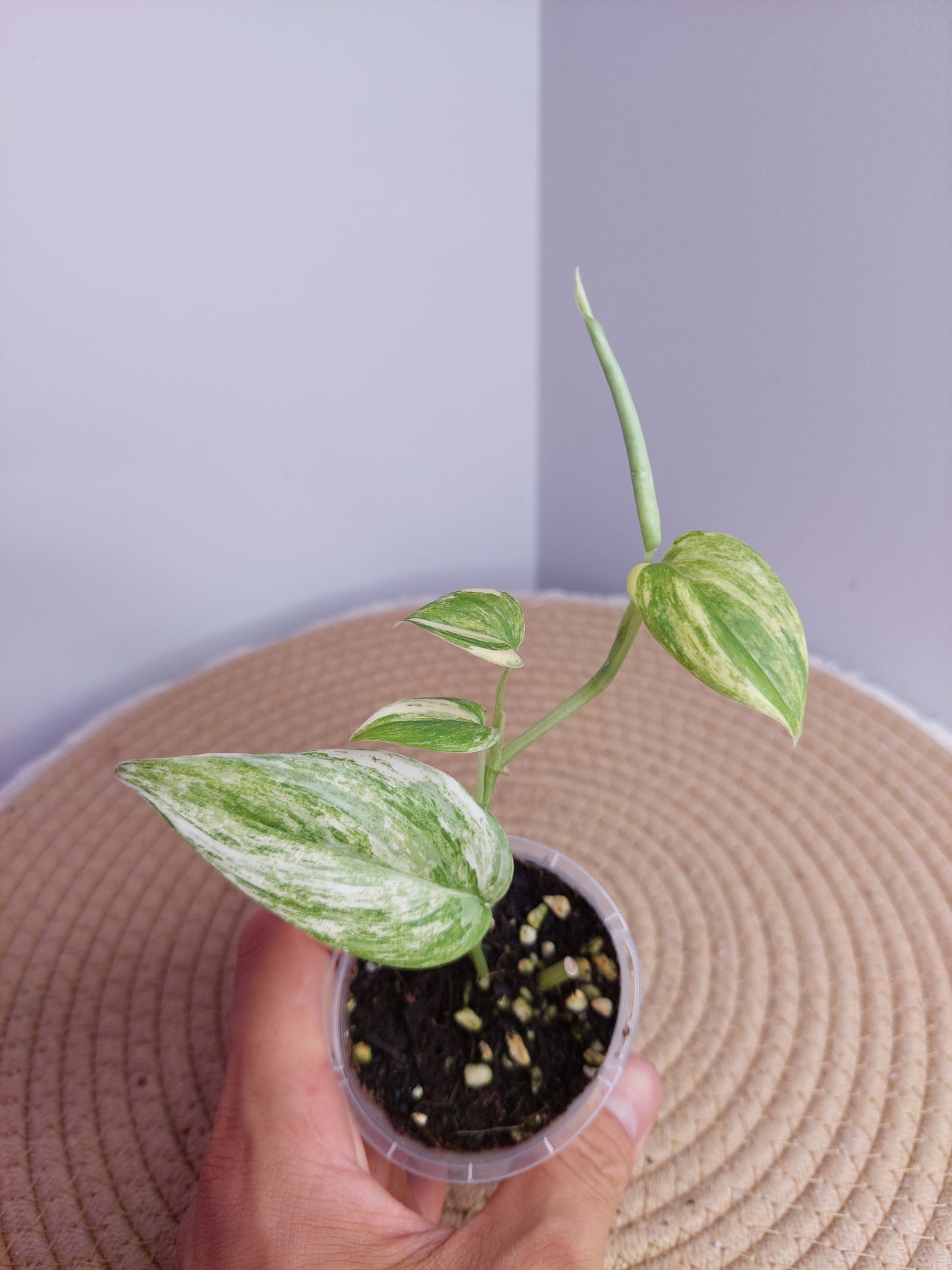 Scindapsus Blue Aurea 2
