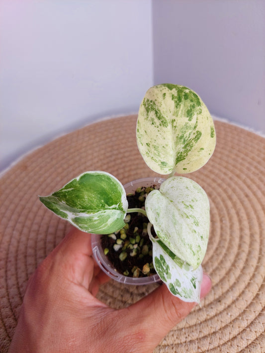 Scindapsus Silver Splash Variegated 1