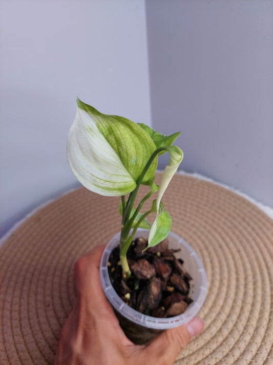 Scindapsus White Monster 1