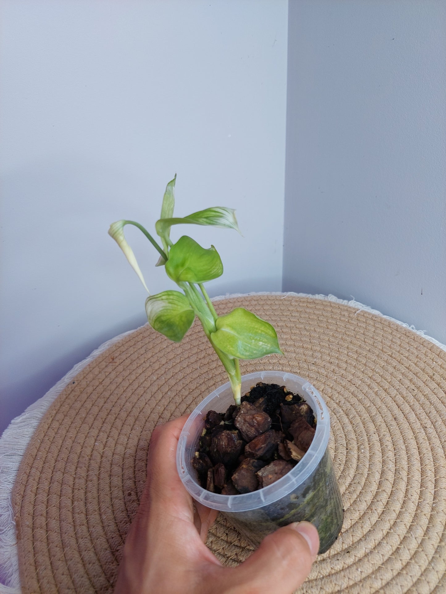 Scindapsus White Monster 1