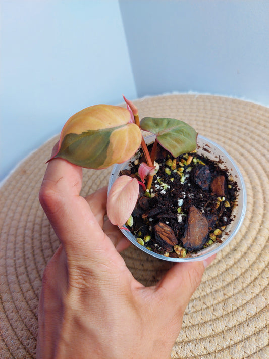 Philodendron Mican Variegated 1