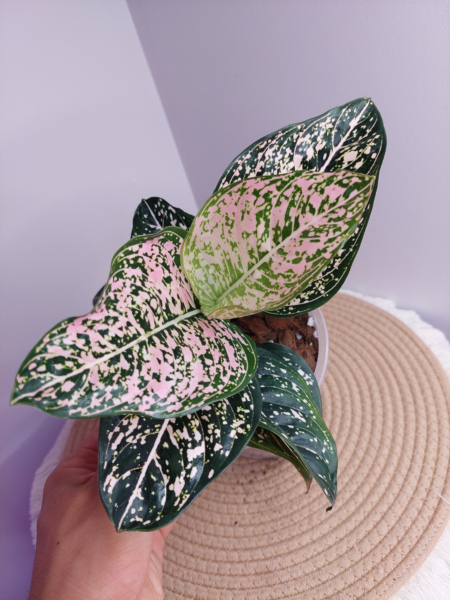 Aglaonema Commutatum 1
