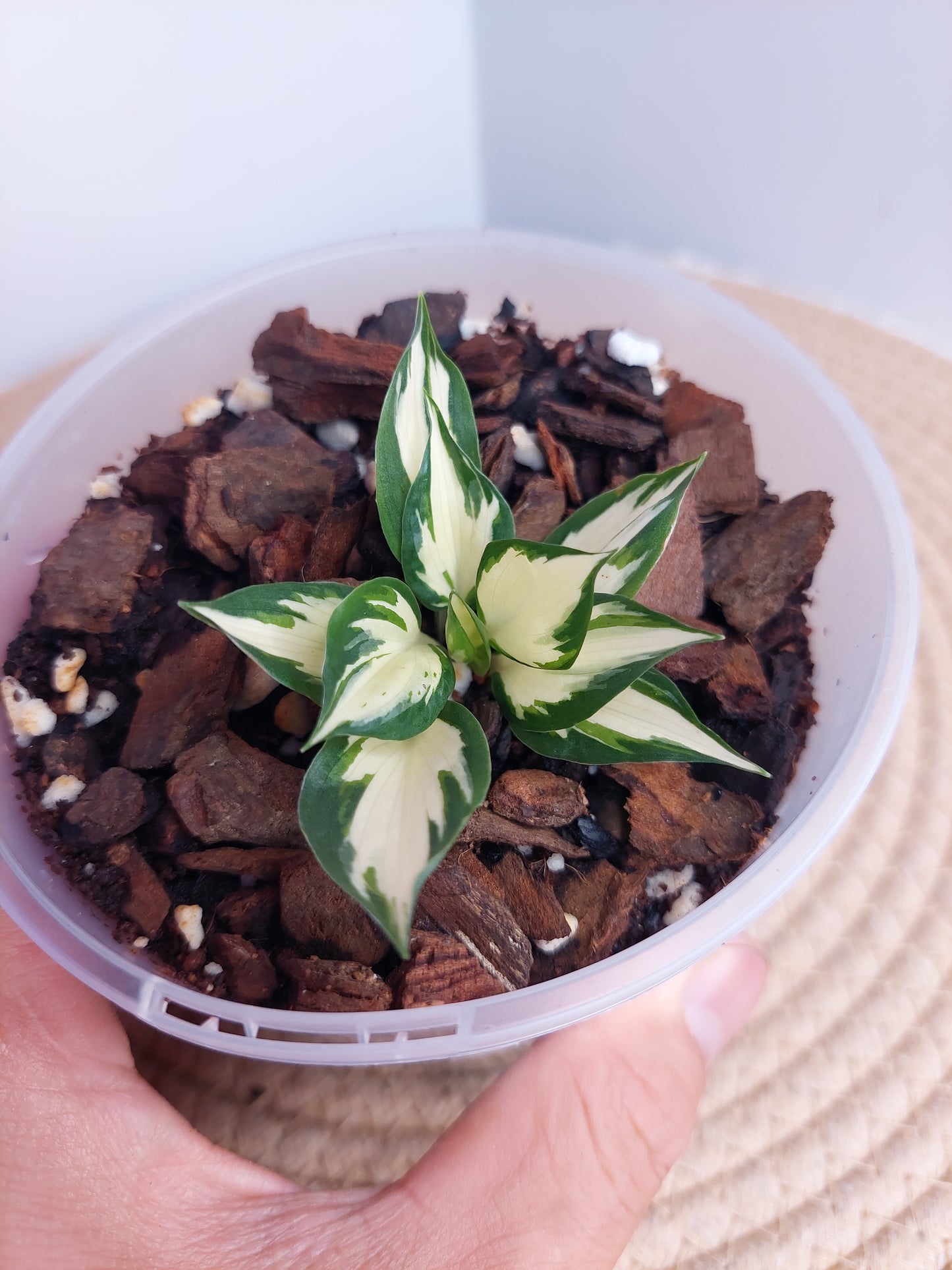 Hosta Fire and Ice 1