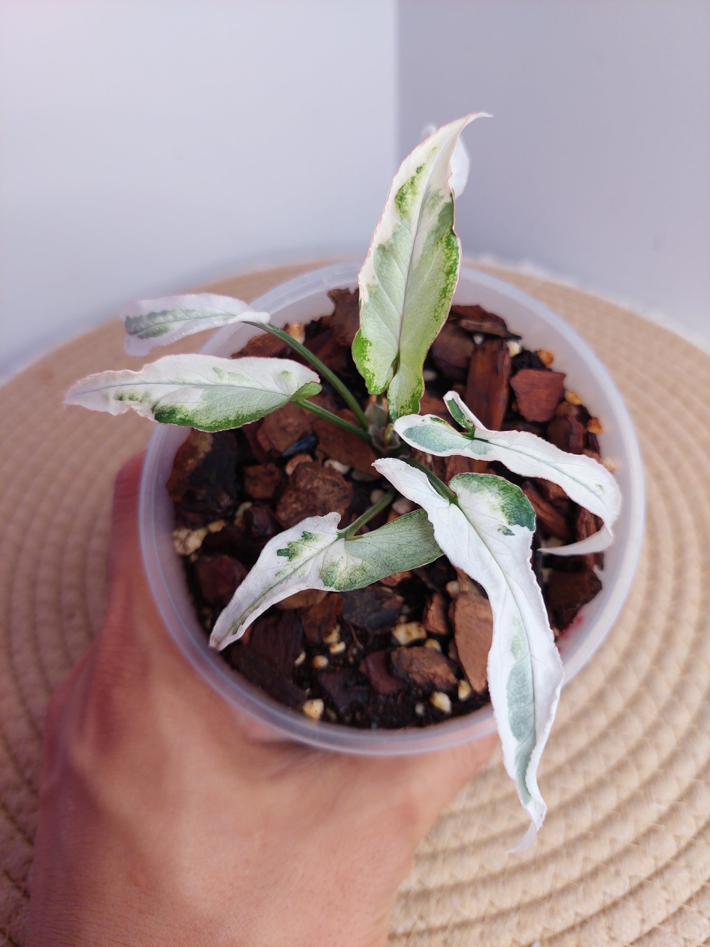 Syngonium Starlite 1