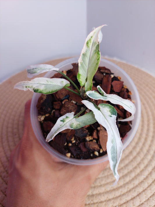 Syngonium Starlite 1