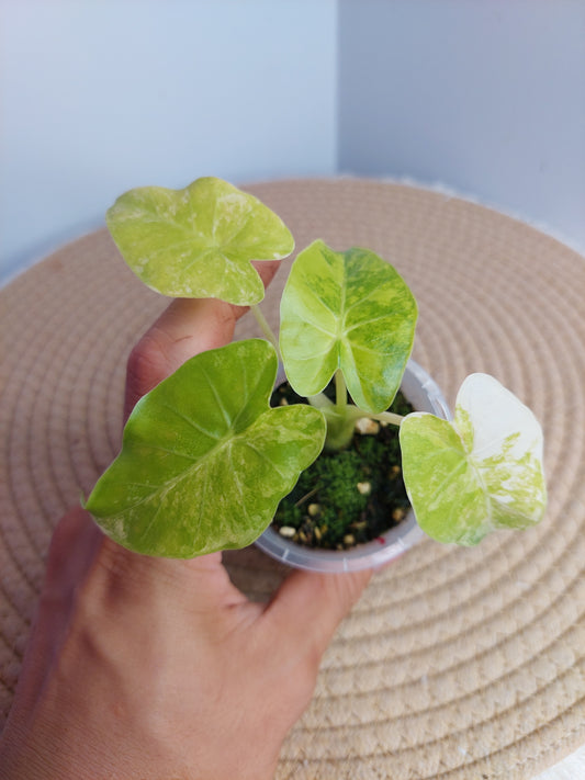 Alocasia Gageana Aurea Variegated 1