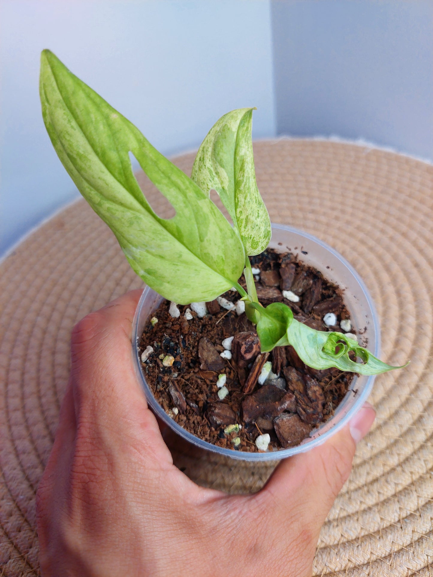 Monstera Adansonii Mint 1