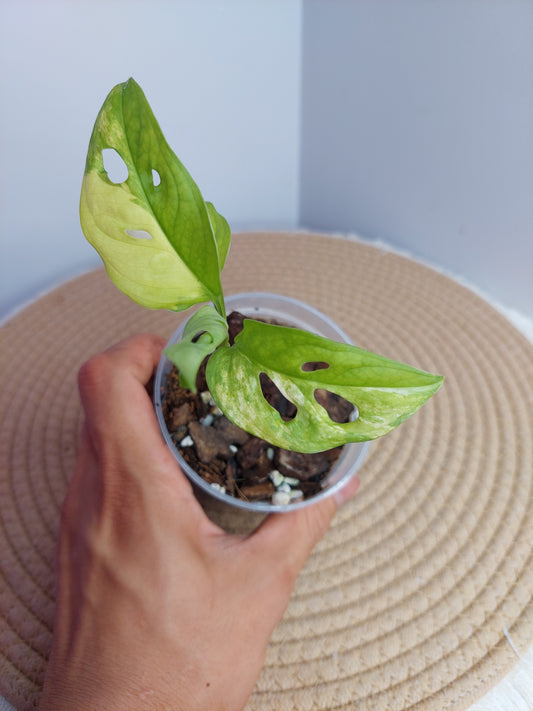 Monstera Monkey Mask Aurea Variegated 1
