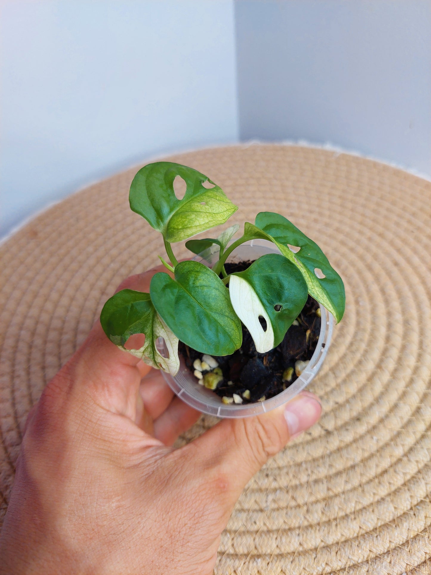 Monstera Monkey Mask Variegated 1