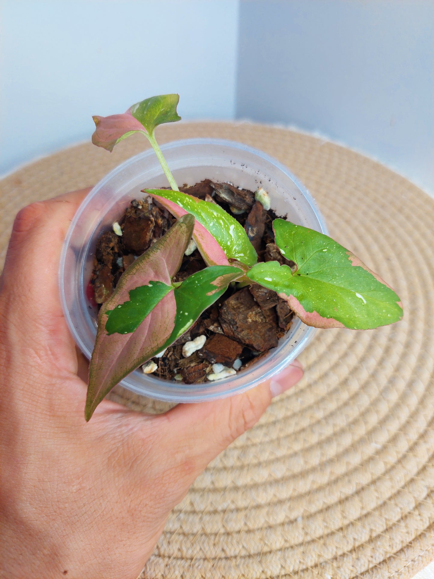 Syngonium Red Spot Tricolour 2