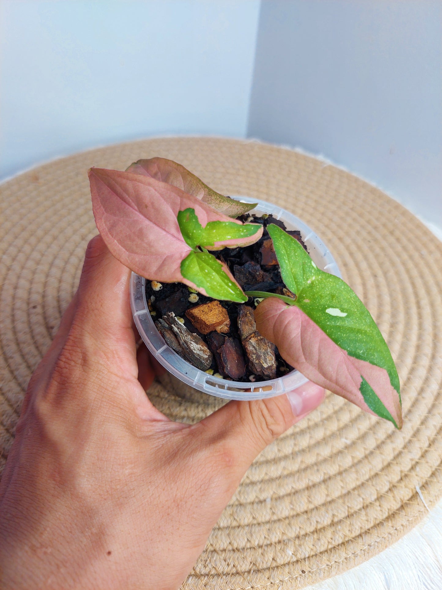 Syngonium Red Spot Tricolour 3