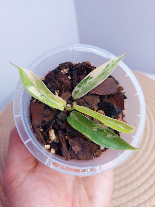 Philodendron Florida Beauty × Tortum Variegated - 1