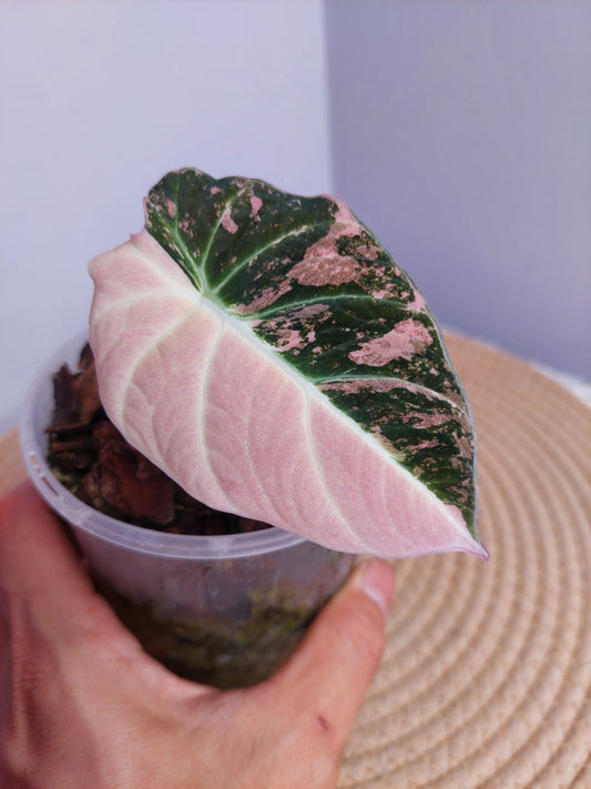 Alocasia Black Velvet Variegated - 1