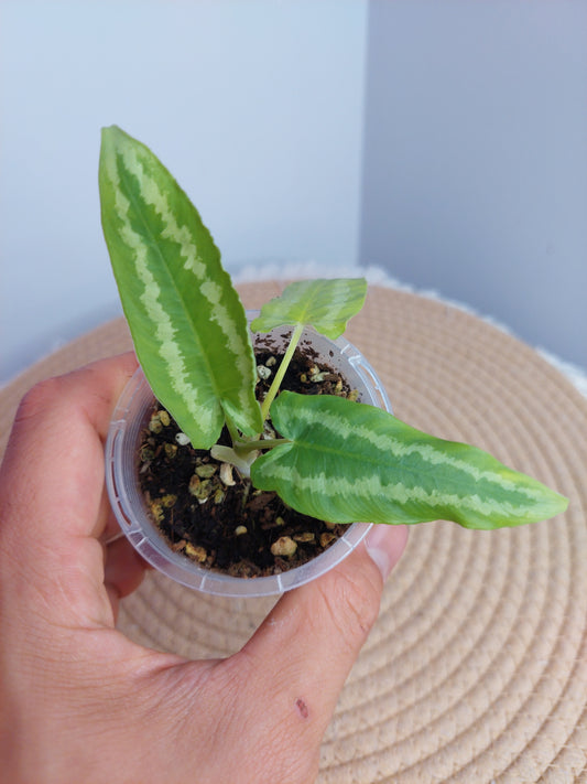 Schismatoglottis Wallichii - 1