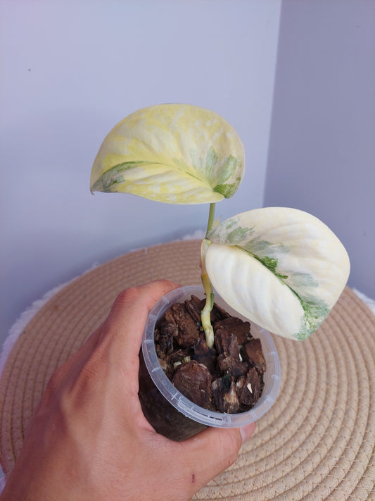Scindapsus Exotica Variegated - 1