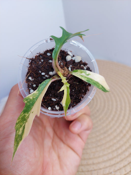 Philodendron Tortum Variegated - A