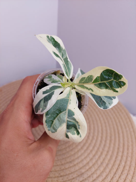 Ficus Lyrata Variegated - A