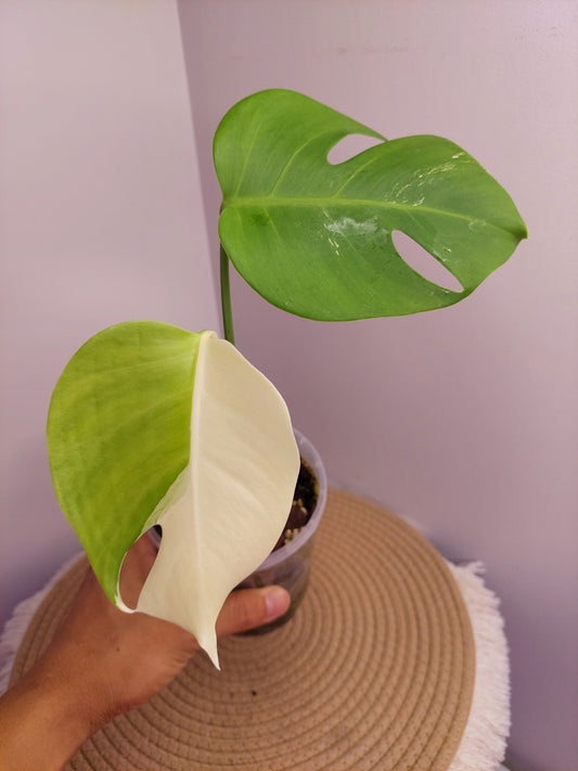 Monstera Borsigiana Albo Variegated - A