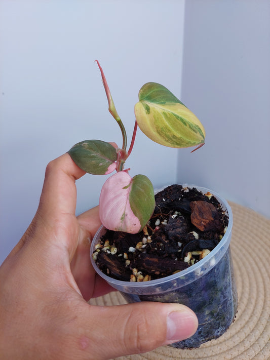 Philodendron Mican Variegated - A