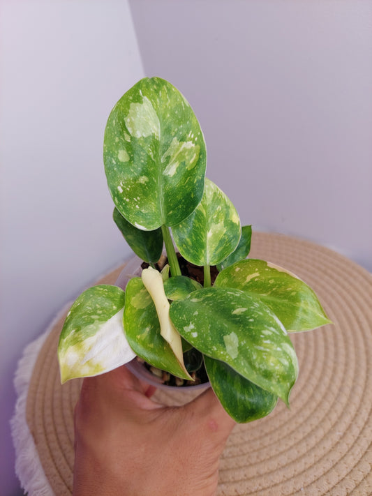 Philodendron Green Congo(Nuclear Congo) Variegated - A