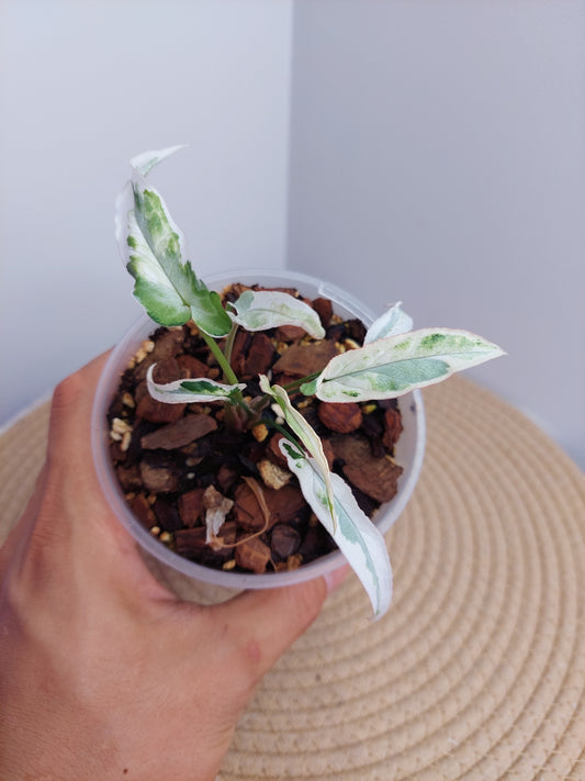 Syngonium Starlite - A