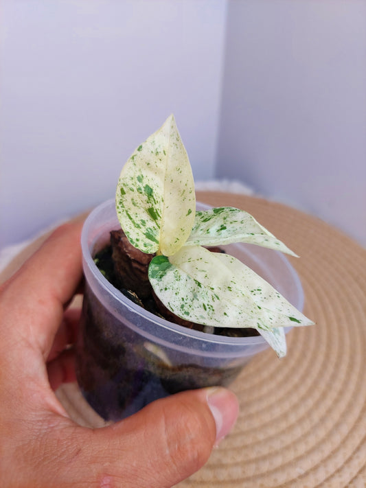 Epipremnum Pinnatum Marble - A