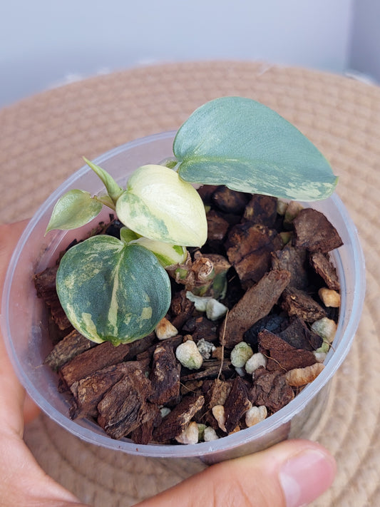 Philodendron Silver Sword Variegated #1