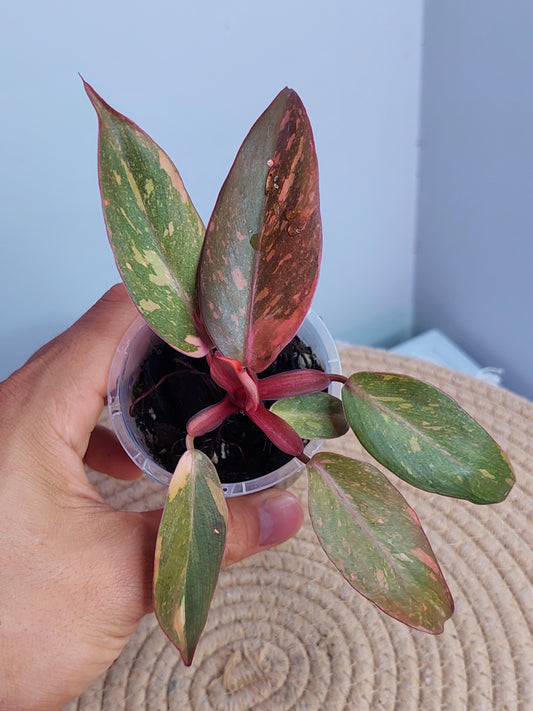 Philodendron Orange Princess Variegated #A